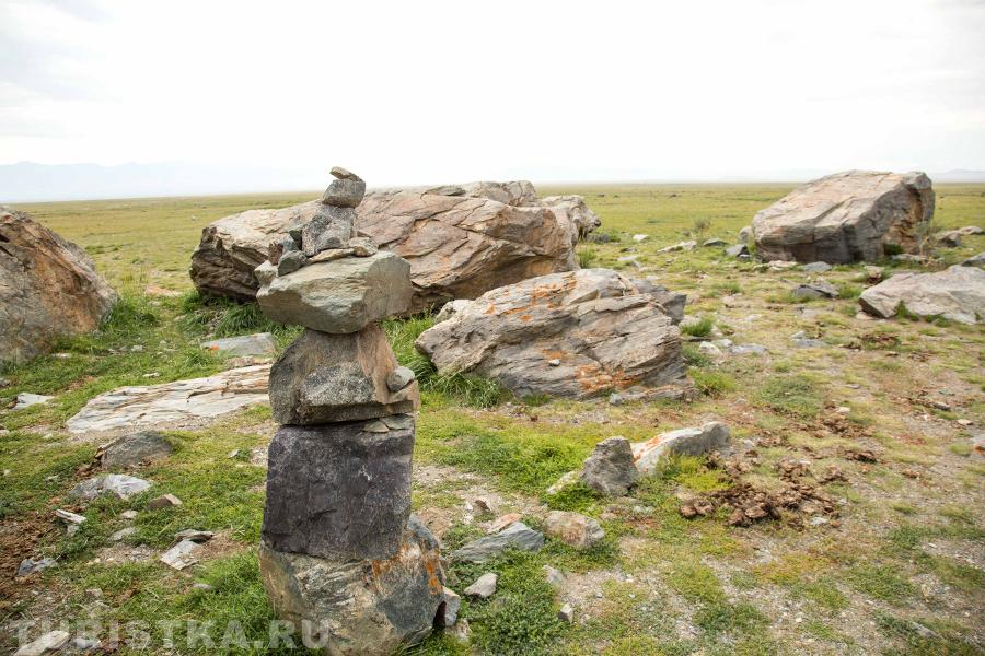 Каменные пищухи