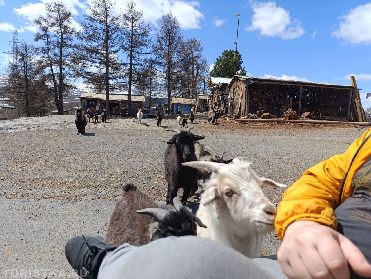 "- Эй мужик, нам сказали, тут капусту дают...", 1мая 2025 застава у Валентина Улананский район