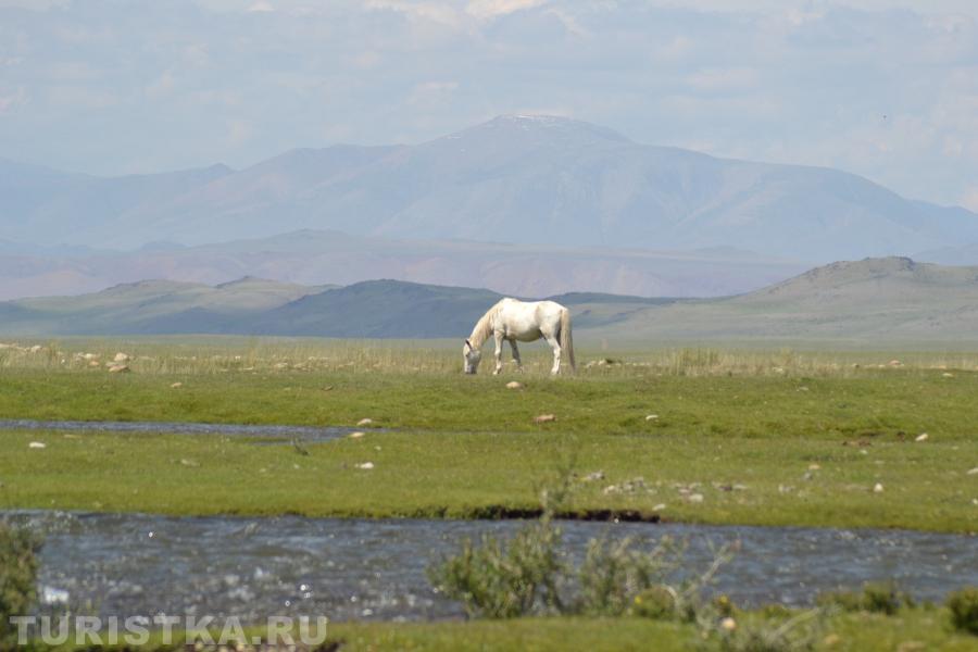"Лошааааадкаааа." 