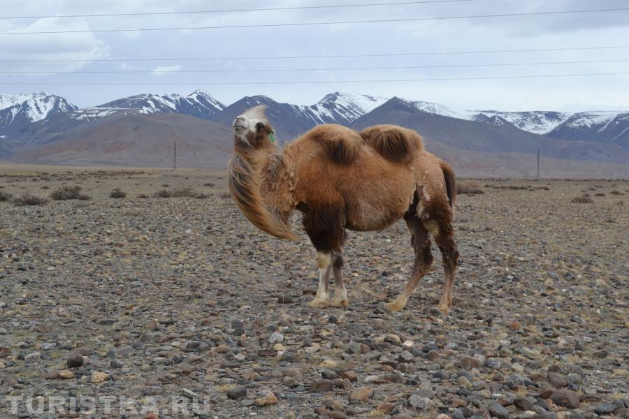 " Пс, ребята, есть чего пожевать?"