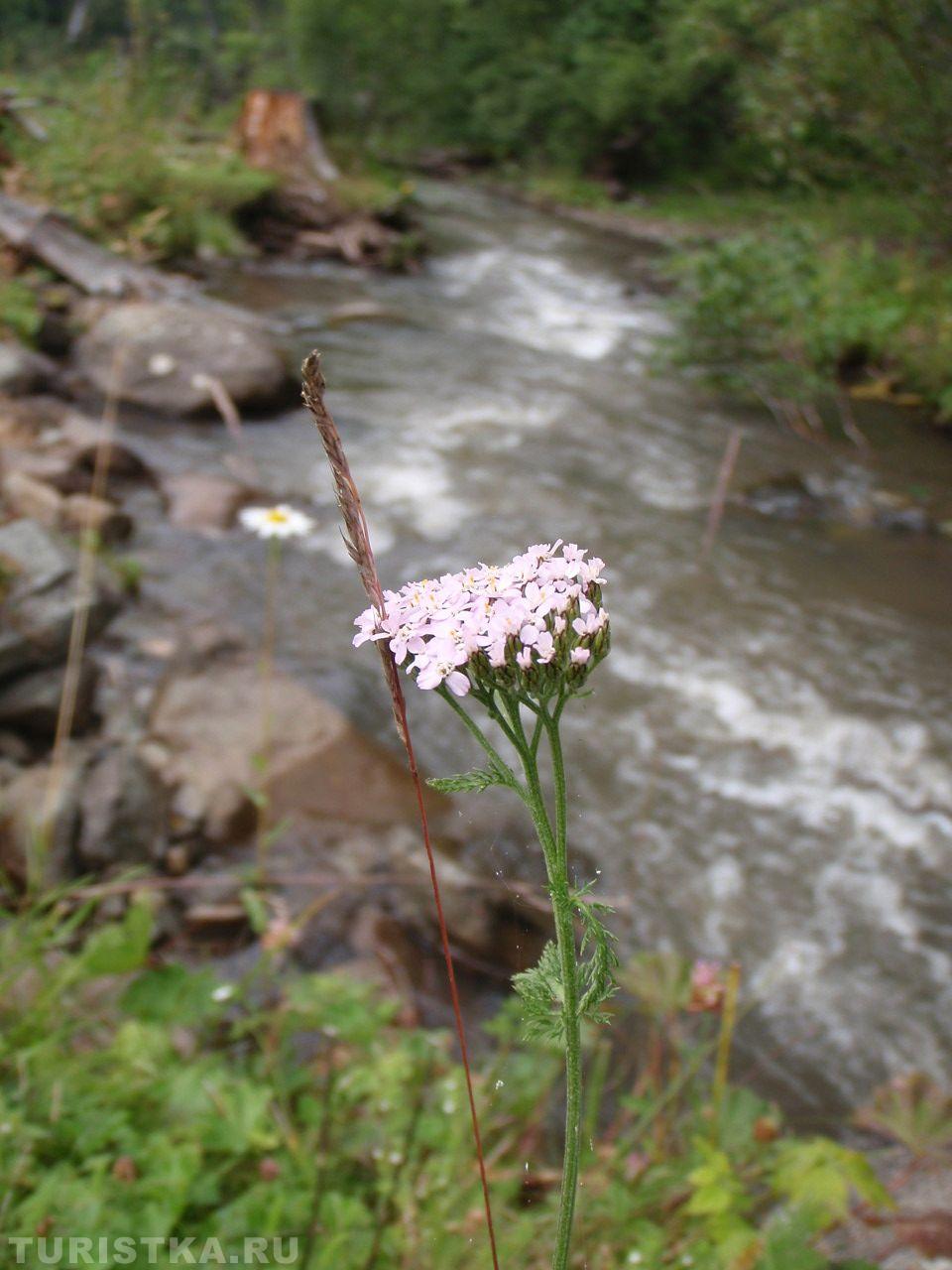 Тысячелистник на Алтае