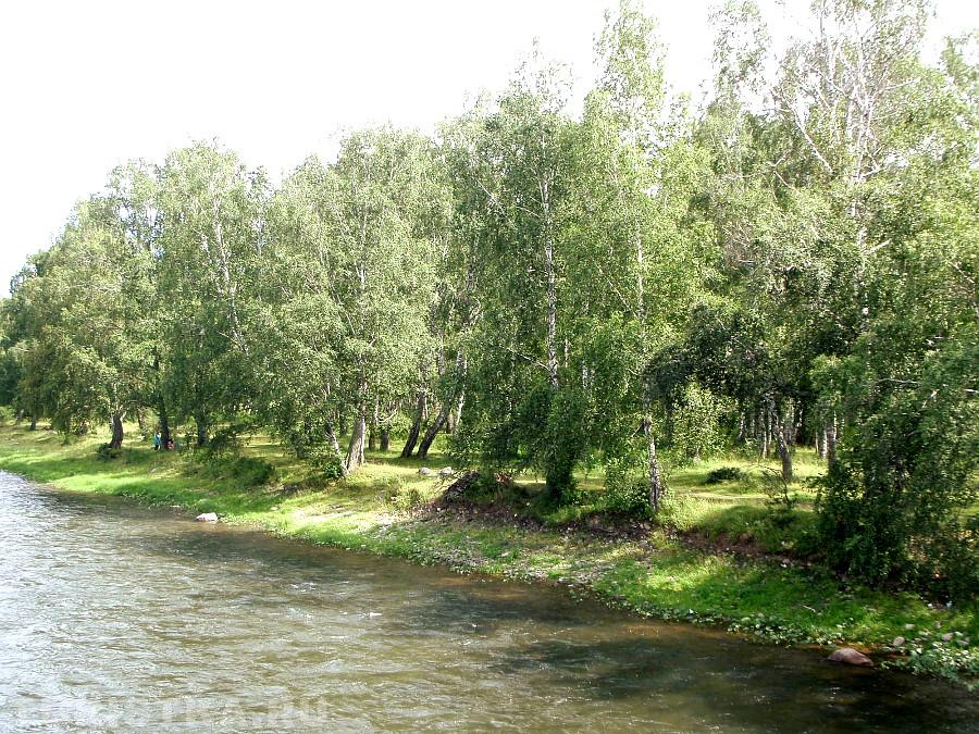 Березовая роща за подвесным мостом