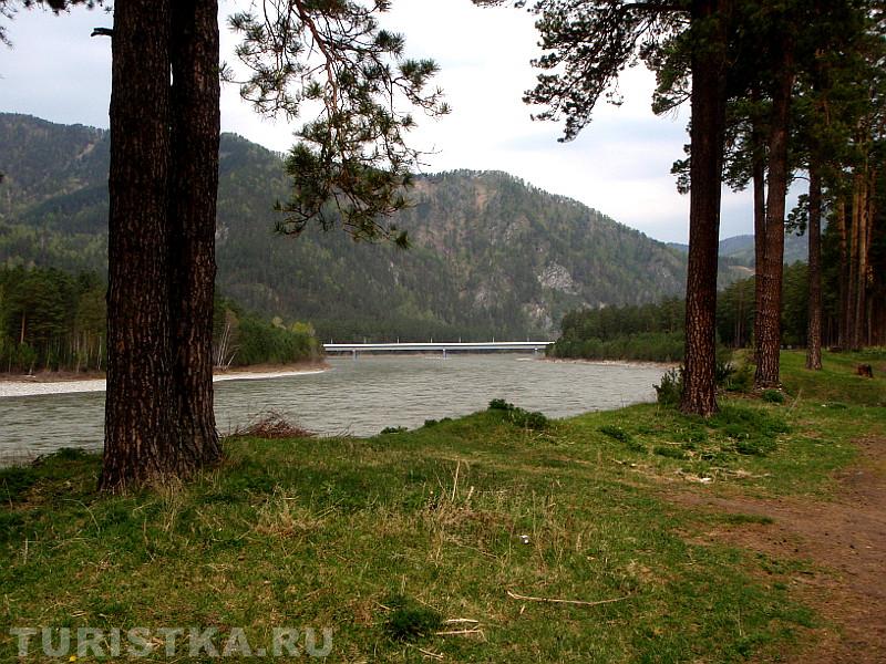 Вид на новый мост с берега Катуни в Усть-Семе