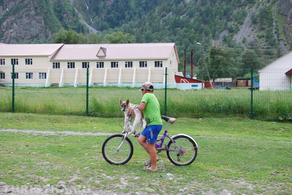 "Везу друга по дорожке! Удивленно смотрят кошки".   