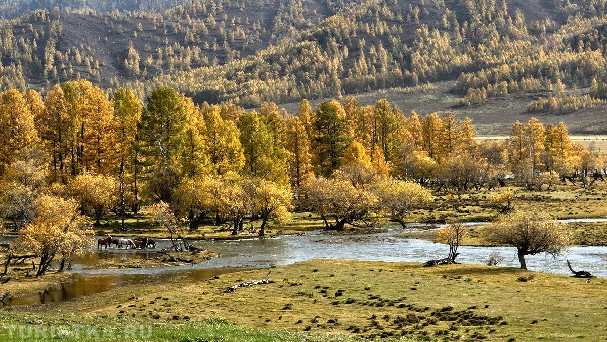 Алтай. Золотая осень в долине реки Урсул 