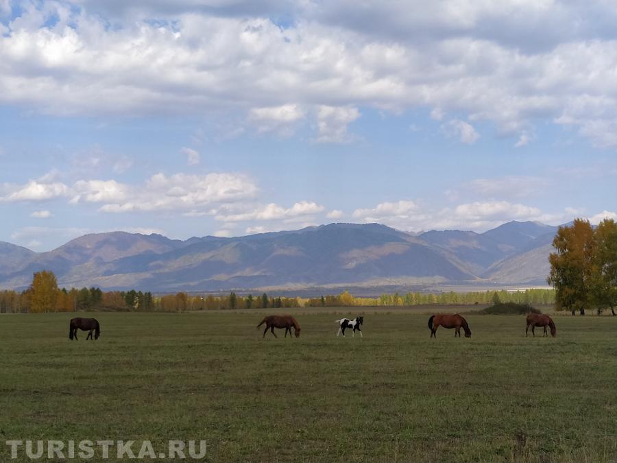 Фото Усть-Коксинского района.