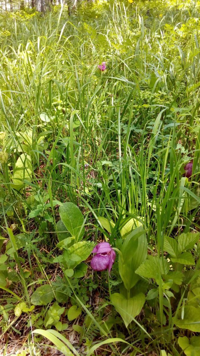 Башмачок крупноцветковый на Алтае