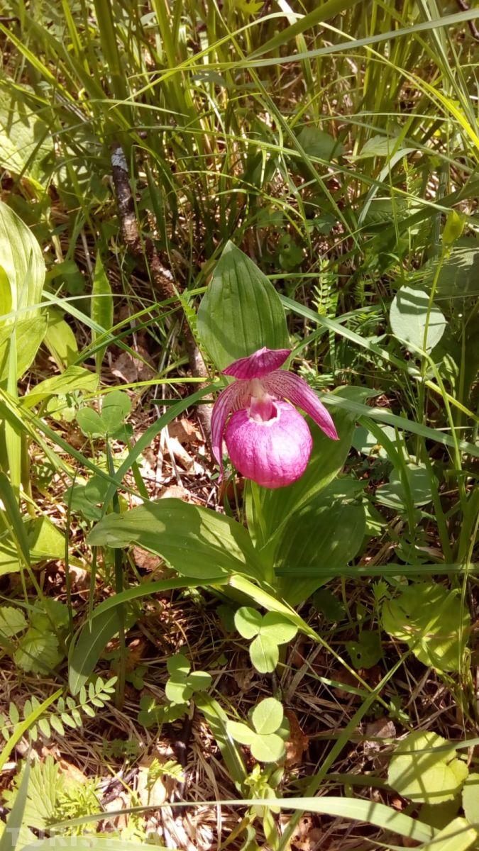 Башмачок крупноцветковый на Алтае