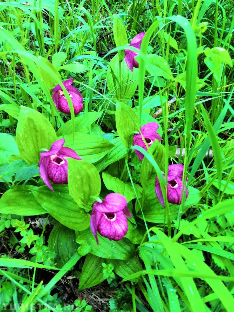 Башмачок крупноцветковый на Алтае
