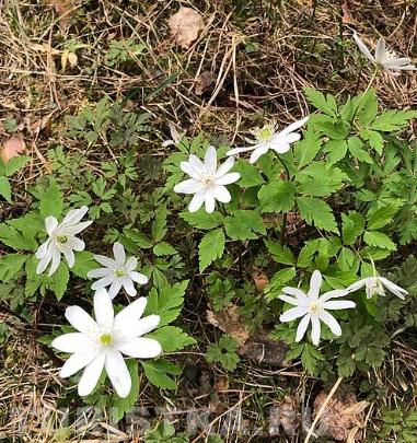 Ветреничка алтайская