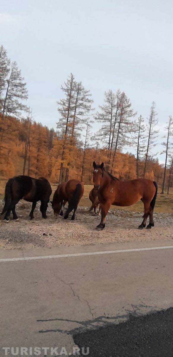 Алтай. По дороге в Усть -Коксу 