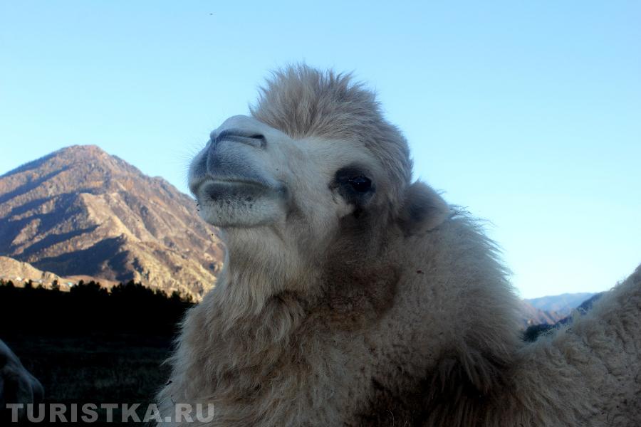 Хвостов Иван. "Я царь и точка". Ороктой, Алтай.