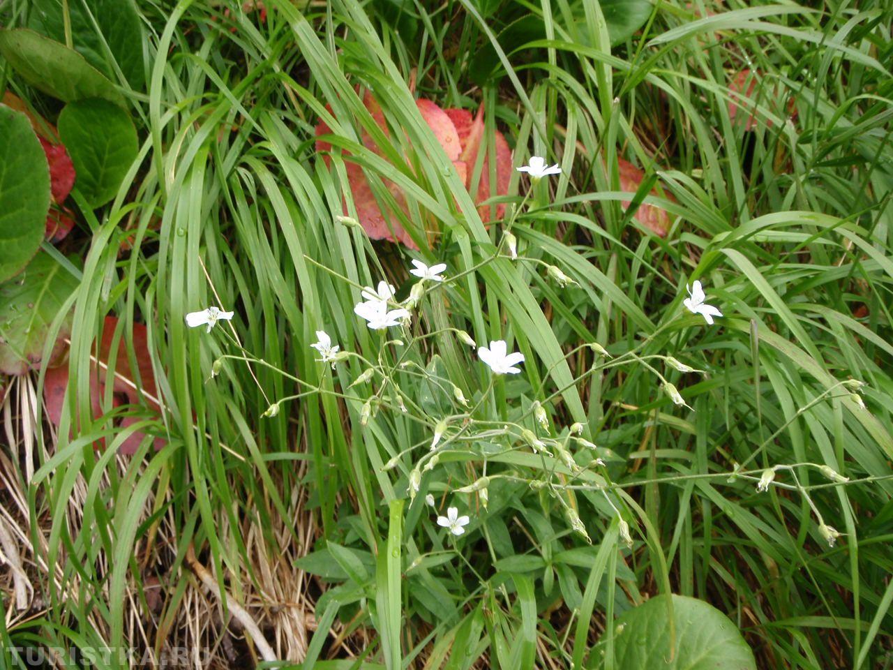 Ясколка малоцветковая