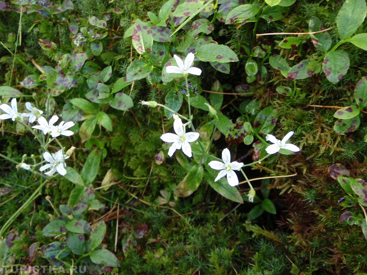 Ясколка малоцветковая