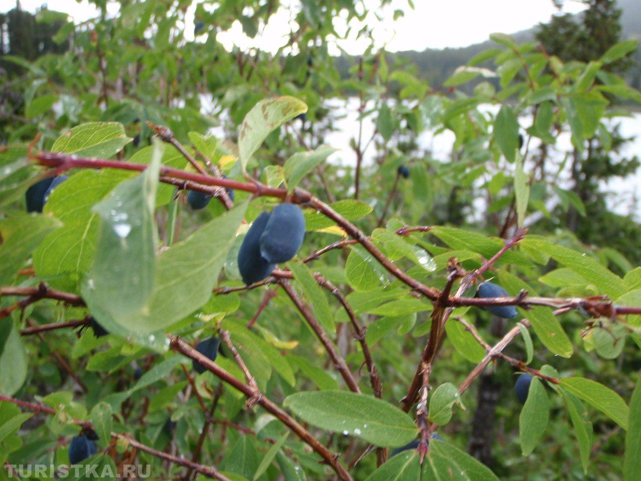 Жимолость на Алтае
