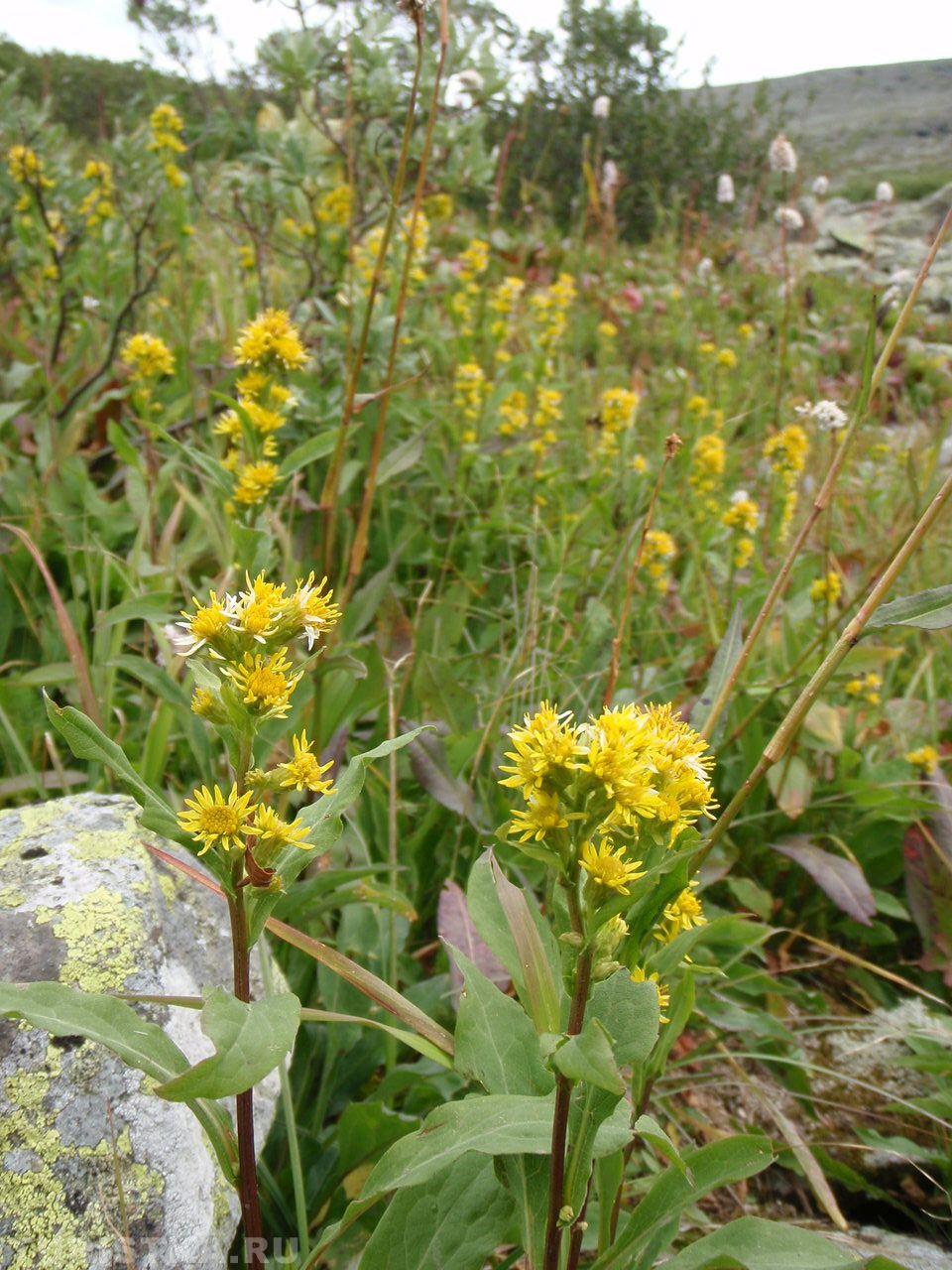 Золотарник обыкновенный на Алтае
