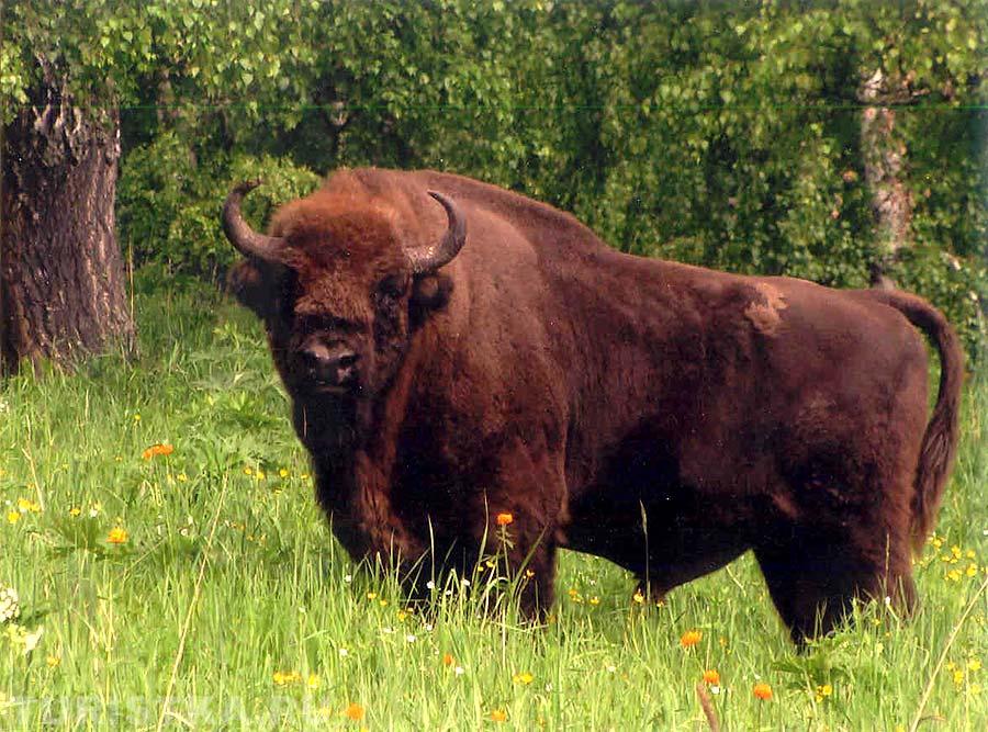 Главный самец