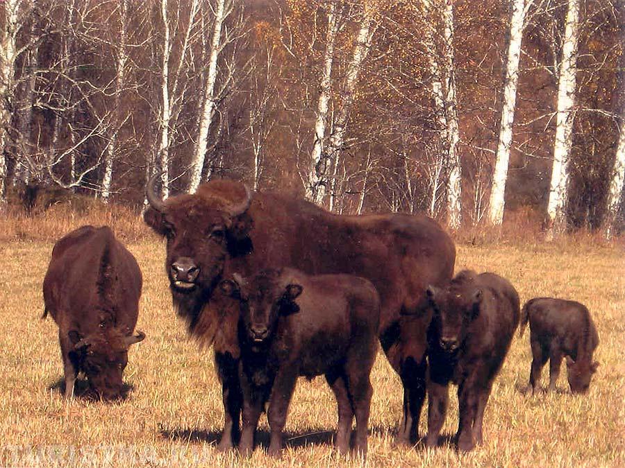 Самка с детенышами