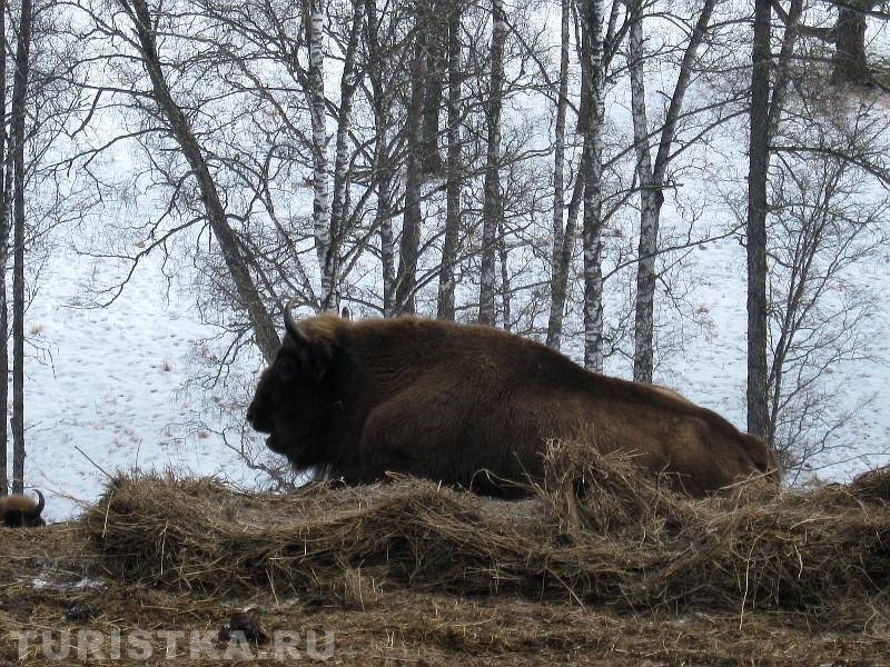 Зубры зимой