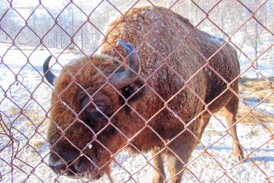 Зубровый питомник. Черга. Алтай