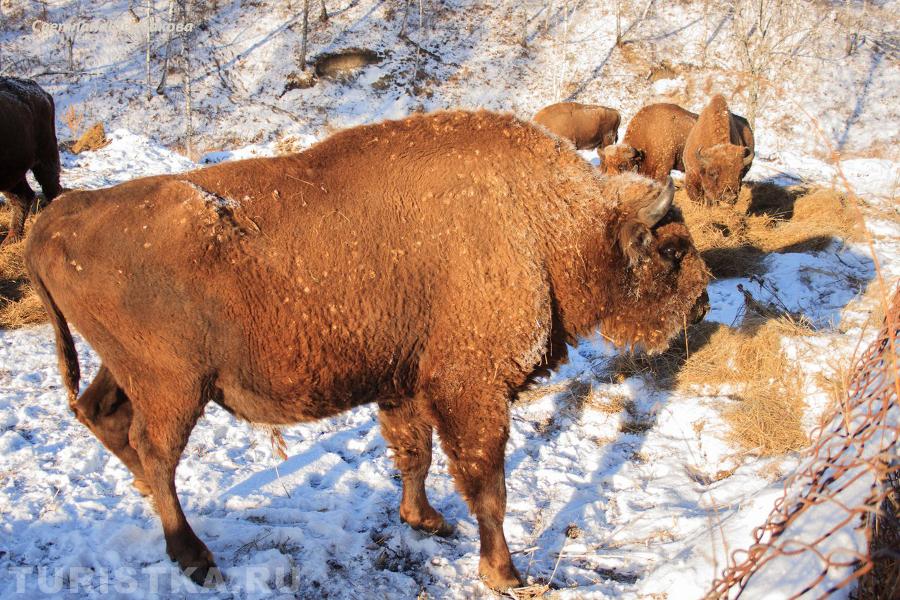 Зубровый питомник. Черга. Алтай