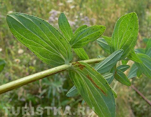 Зверобой продырявленный 