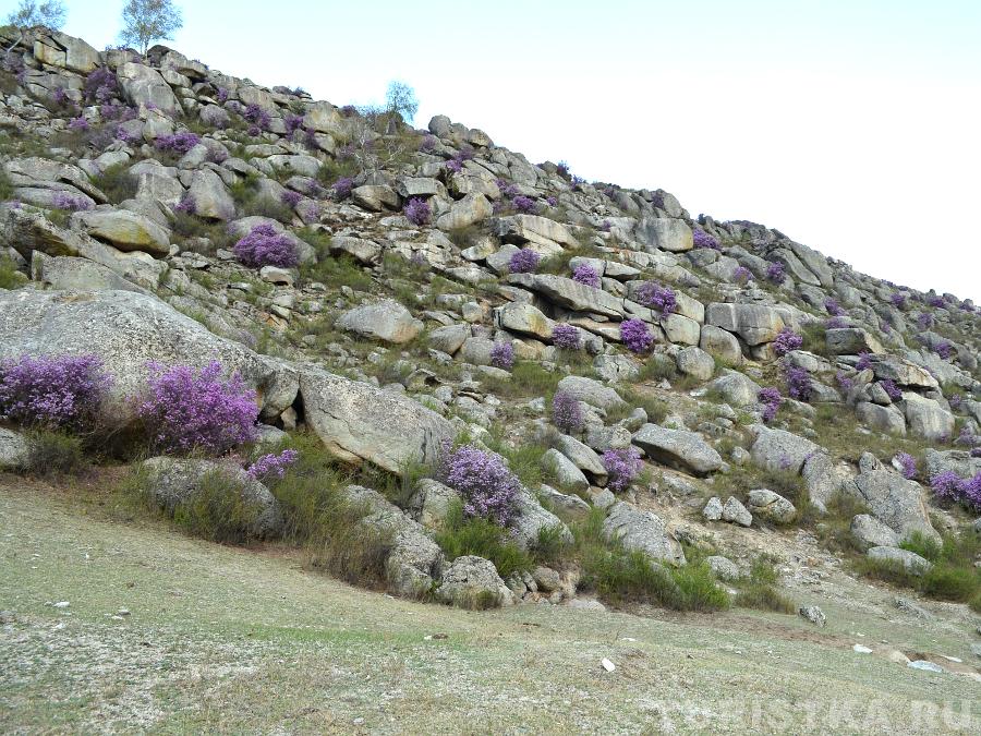Цветение маральника около села Купчегень в Онгудайском районе