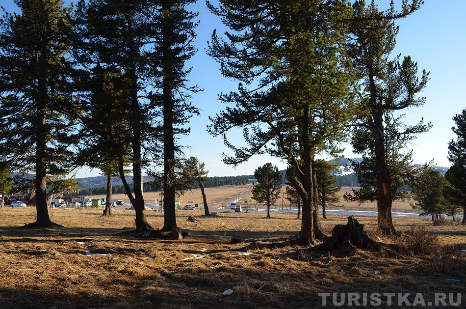 Кедры на Семинском перевале