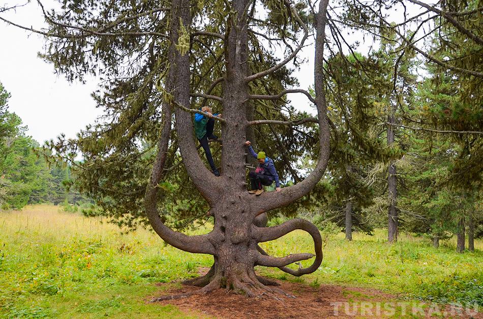 Кедр Осьминог