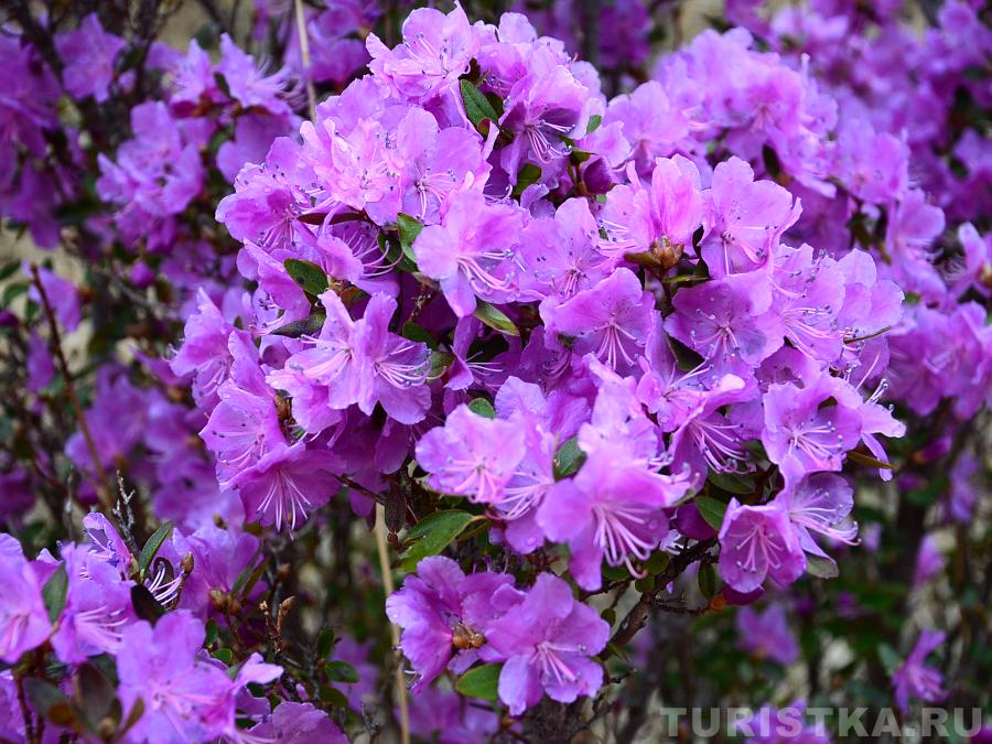 Цветение маральника, Чемальский район