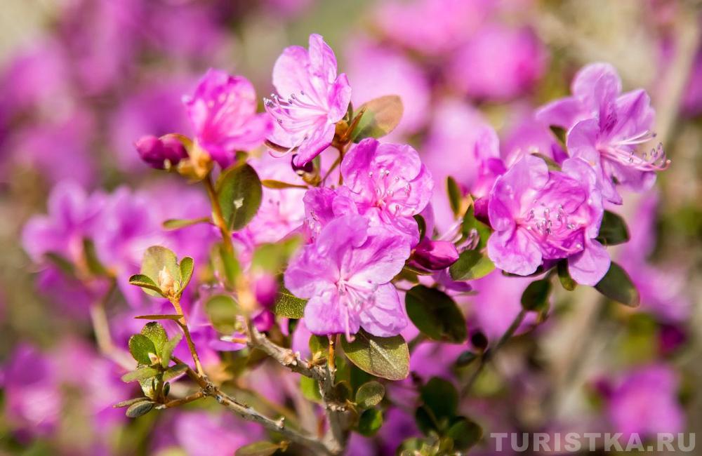 Цветение маральника