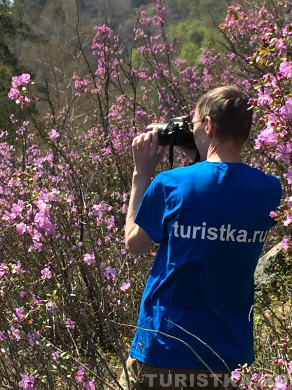 Цветение маральника