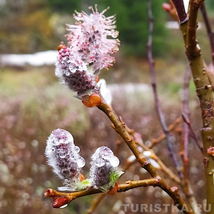 Цветение в июне