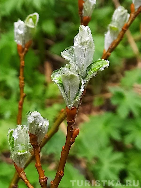 Цветение в июне