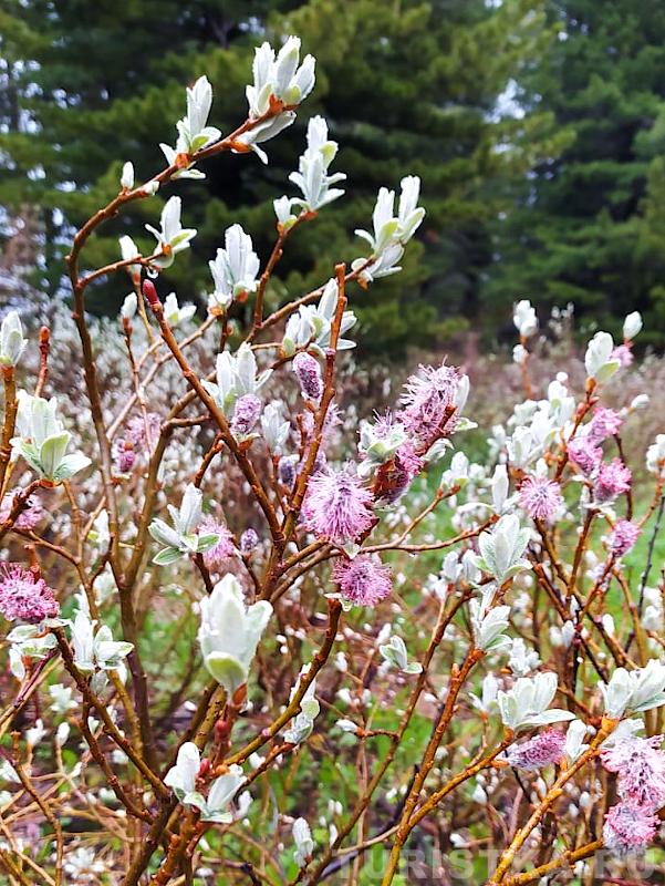 Цветение в июне