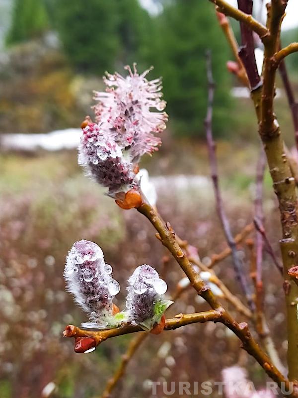 Цветение в июне