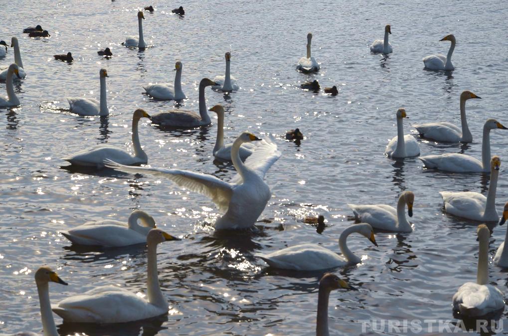 Лебединое озеро на Алтае