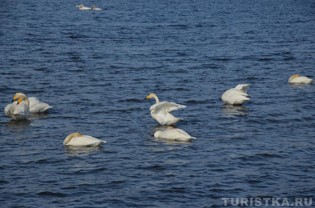 Лебединое озеро на Алтае