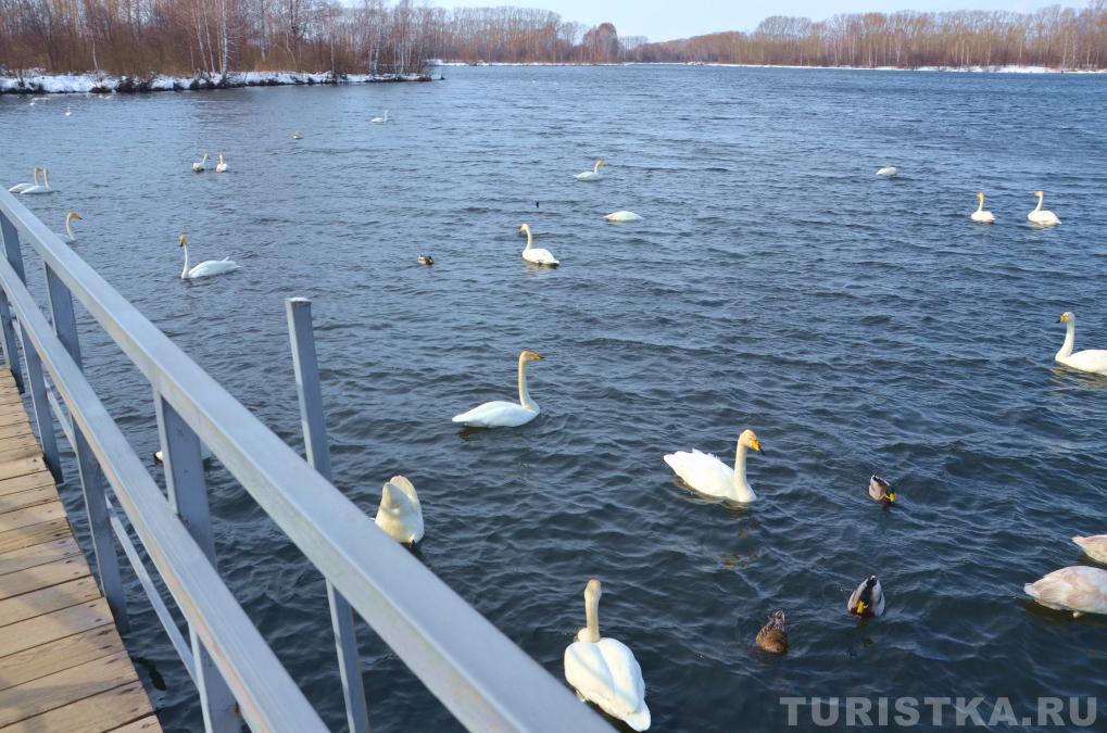 Лебединое озеро на Алтае