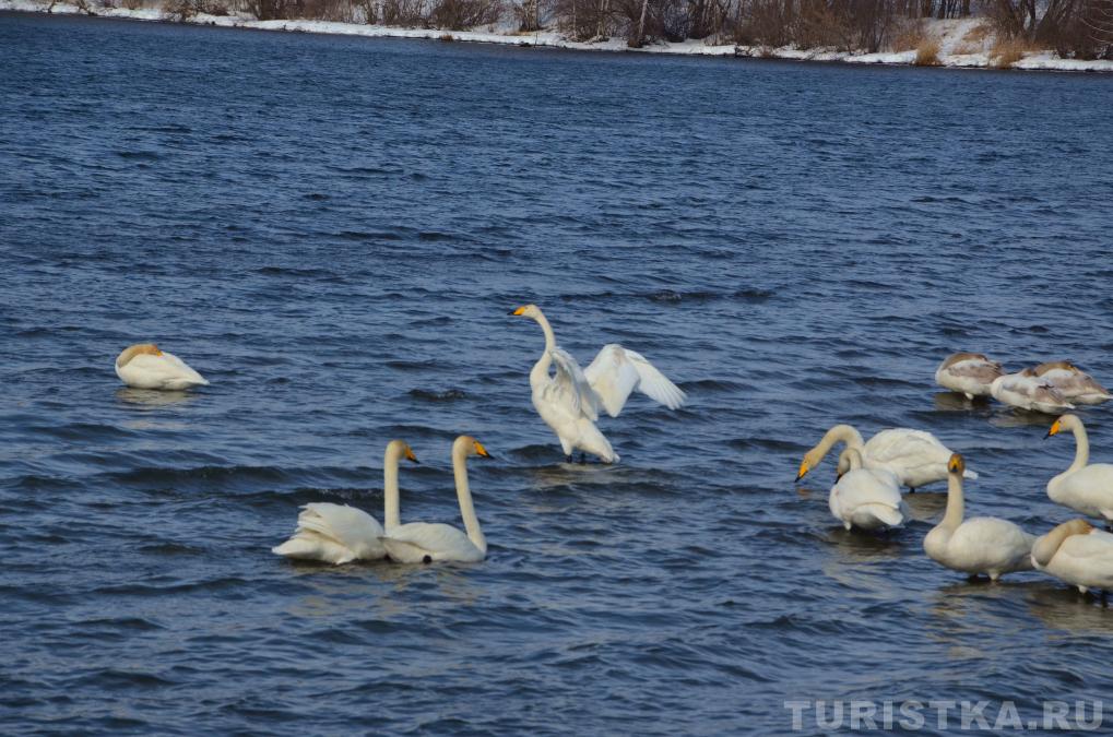 Лебединое озеро на Алтае