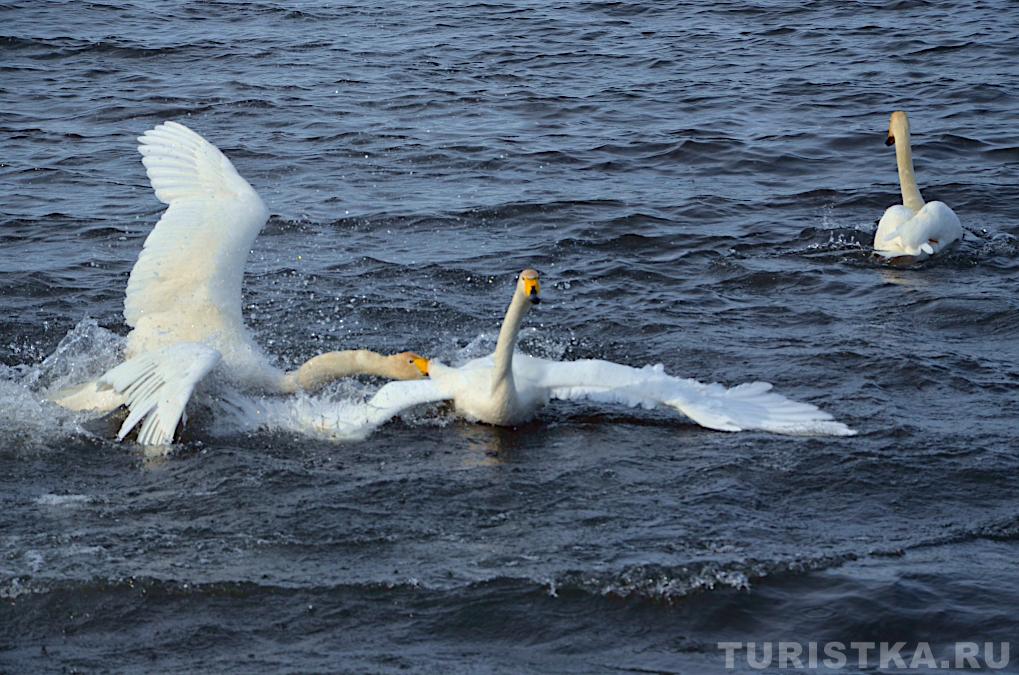 Лебединое озеро на Алтае