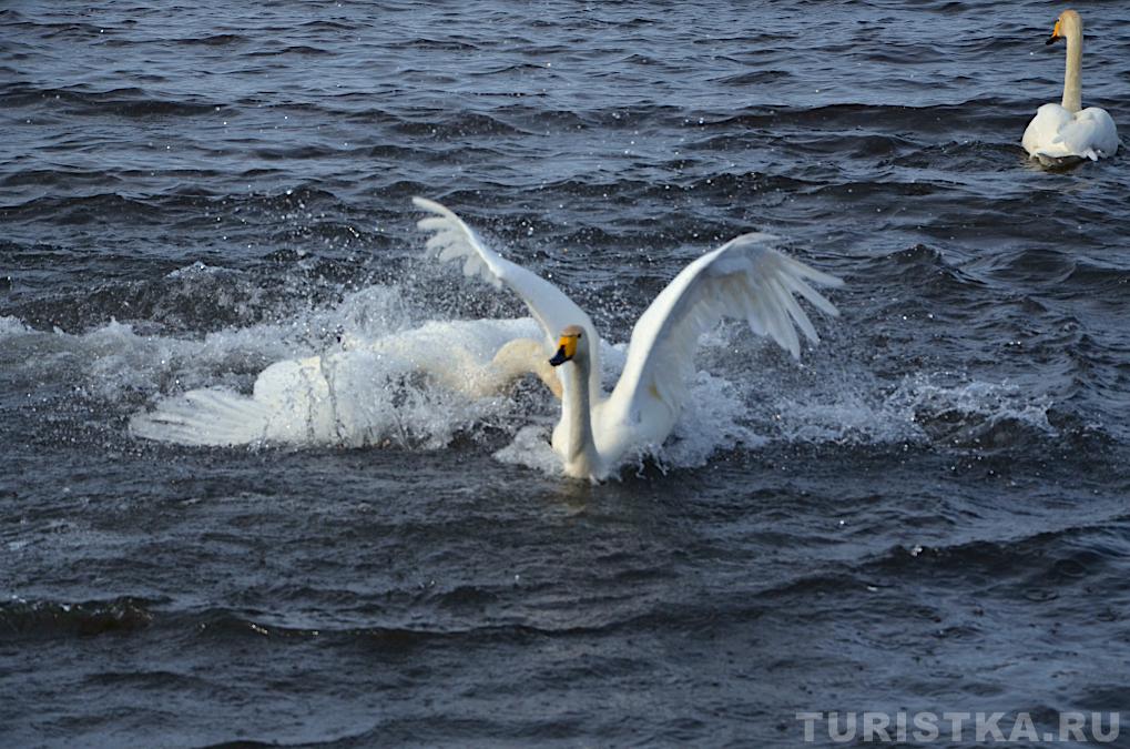 Лебединое озеро на Алтае