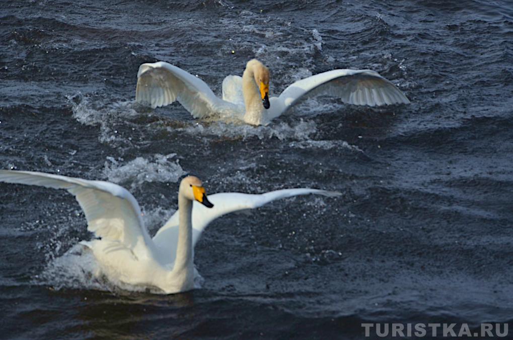 Лебединое озеро на Алтае