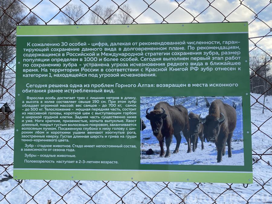 Информация о зубрах