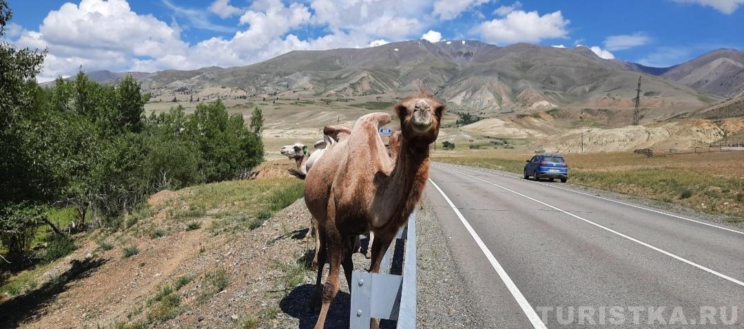 «На Алтае как-то Люда вдруг увидела верблюда! Но, не вздумай мне плеваться! Всё, счастливо оставаться!»