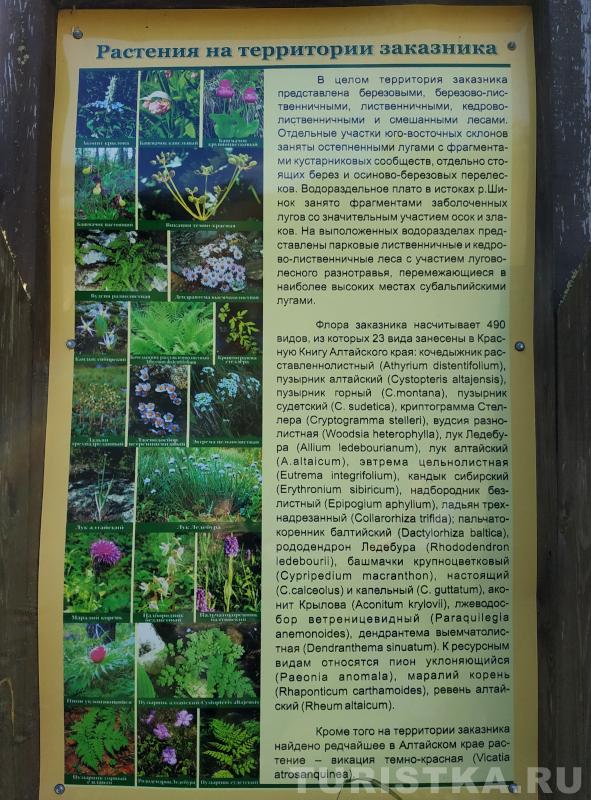 О растениях на территории заказника Каскад водопадов на реке Шинок
