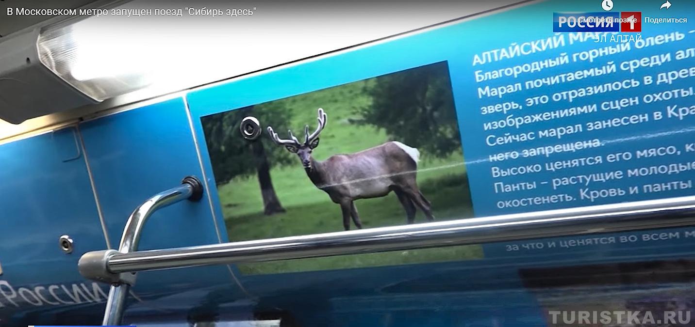 Вагон, рассказывающий о Республике Алтай