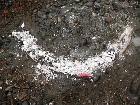 Бивень мамонта