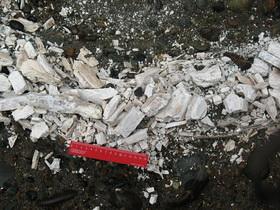 Бивень мамонта сильно разрушен