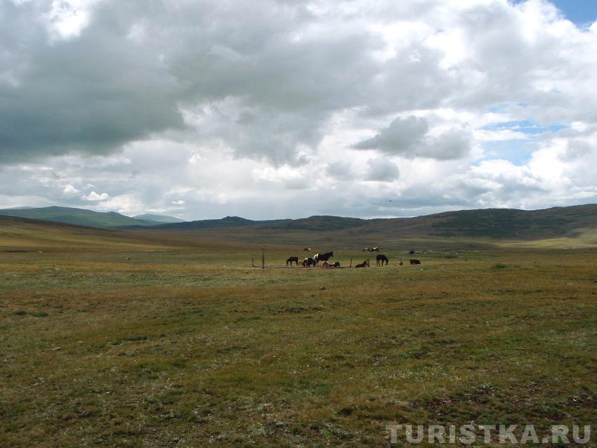 Лошади в Чуйской степи